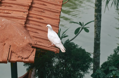 Bird perching on a tree