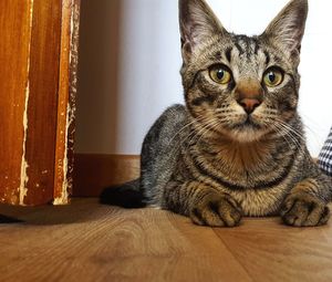 Close-up portrait of a cat