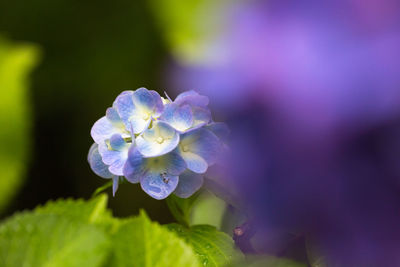 Close-up of purple flowering plant