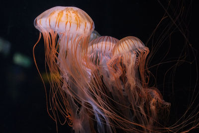 Jellyfishes swimming in sea