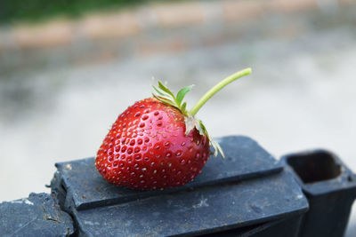 Close-up of strawberry outdoors