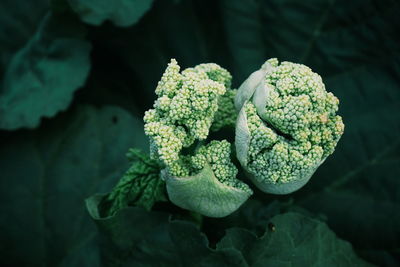 Close-up of fresh green plant