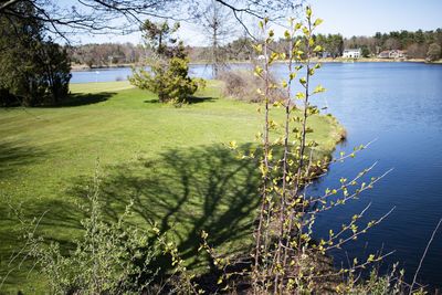 Scenic view of lake by trees