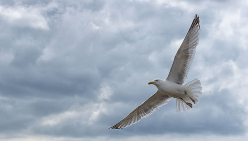 Low angle view of seagull flying