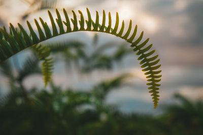 Close-up of fern