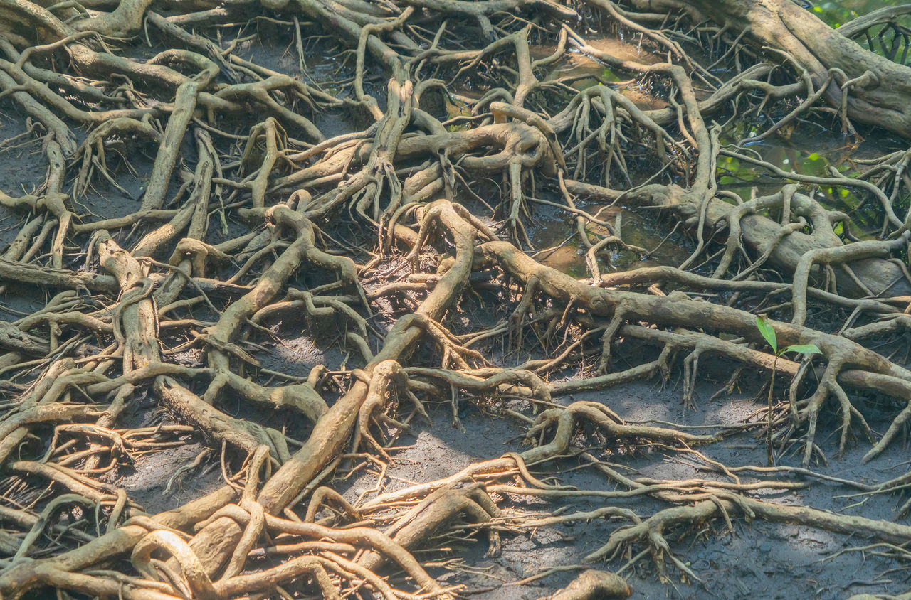 FULL FRAME SHOT OF TREE ROOTS ON LAND