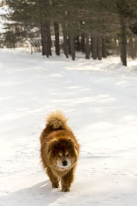 View of an animal on snow covered land