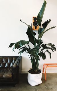 Close-up of potted plant at home