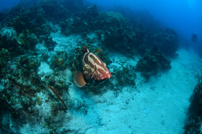 High angle view of fish swimming in sea