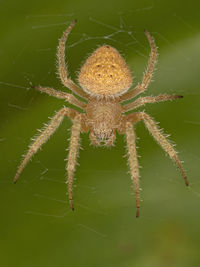 Close-up of spider on web