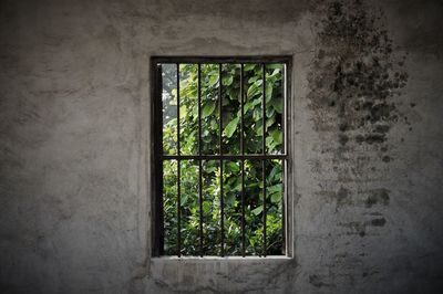 Trees seen through metallic window