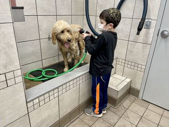 Little boy washing pet dog wearing face mas