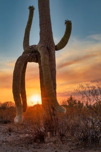 Beautiful sunset behind tall saguaro cactus in arizona desert. vertical image.