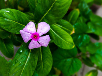 Close-up of water drops on pink rose leaves