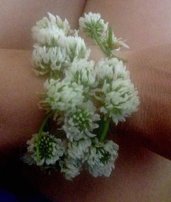 Close-up of flowers