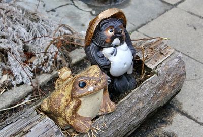 High angle view of birds on wood