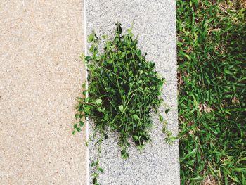 Close-up of plant growing outdoors