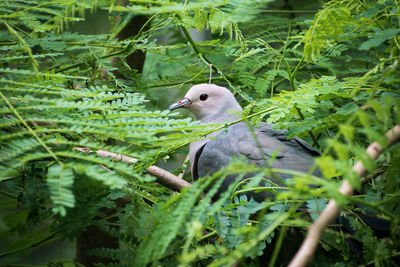 Bird perching on a plant