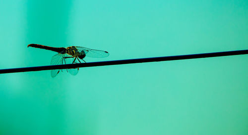 A dragonfly balances on a tightrope