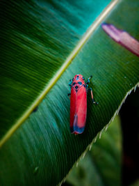 Close-up of ladybug on leaf