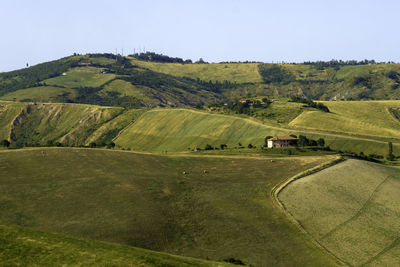 Scenic view of agricultural field against clear sky