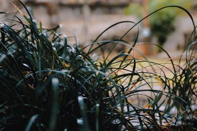 Close-up of plants growing on field