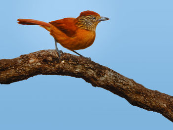 Low angle view of bird perching on branch against sky