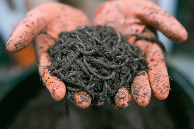 Cropped messy hands holding muddy worms