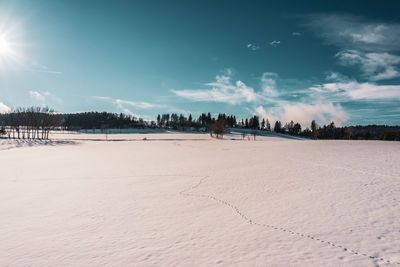 Animal tracks in the snow, winter landscape.