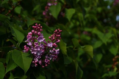 Close-up of pink flowers blooming outdoors