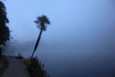 Low angle view of trees against sky