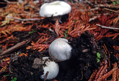 Close-up of fungus growing on rock