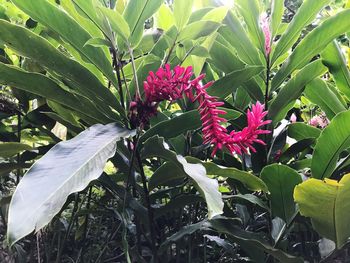 Close-up of flowers blooming outdoors