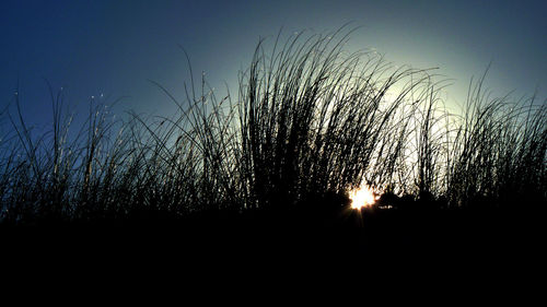 Silhouette trees against clear sky