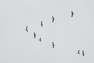 Low angle view of birds flying