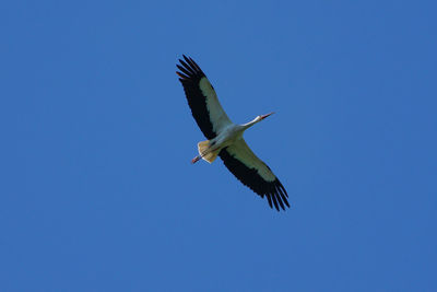 Low angle view of a bird flying