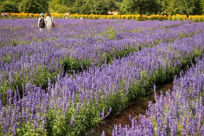 Rear view of women standing amidst lavender flowers in garden
