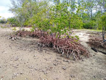 Trees growing on field in forest
