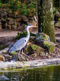 Gray heron perching on a tree trunk