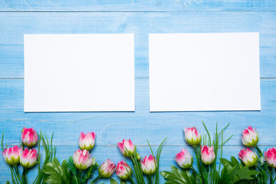 Close-up of pink tulips against blue wall