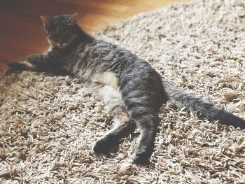 High angle view of cat lying on rug