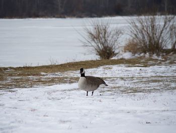 Duck on snowy field