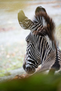 Close-up of giraffe in lake