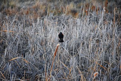 High angle view of bird on dry grass