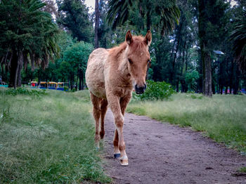 View of a horse on the road