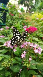 Close-up of butterfly on pink flower