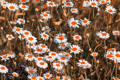 Close-up of orange flowering plants on field