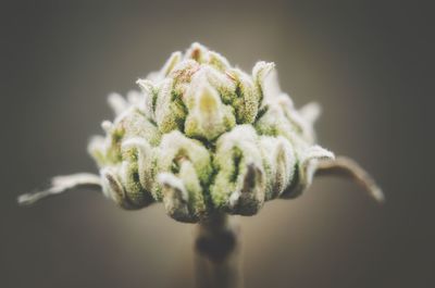 Close-up of flower against blurred background