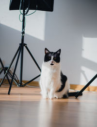 Cat sitting on hardwood floor