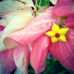 Close-up of pink flower